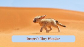 Fennec Fox: The Tiny Desert Fox with Giant Ears