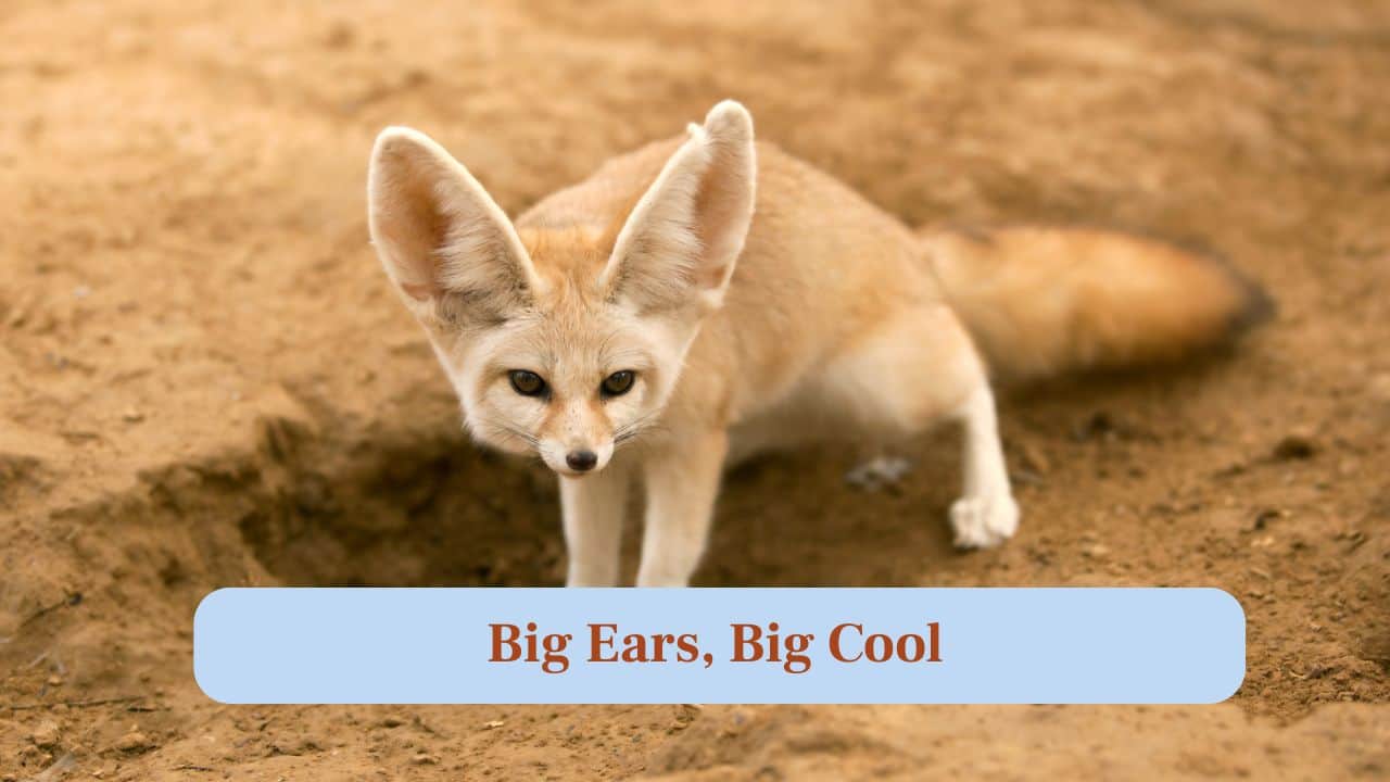 2. Big Ears, Big Cool: Their enormous ears help dissipate heat and hear tiny movements, making them perfect desert hunters at night. (Image: Canva) 2. Big Ears, Big Cool: Their enormous ears help dissipate heat and hear tiny movements, making them perfect desert hunters at night. (Image: Canva)