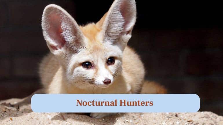 4. Nocturnal Hunters: These foxes hunt insects, small rodents and plants during the night when desert temperatures are cooler. (Image: Canva) 4. Nocturnal Hunters: These foxes hunt insects, small rodents and plants during the night when desert temperatures are cooler. (Image: Canva)