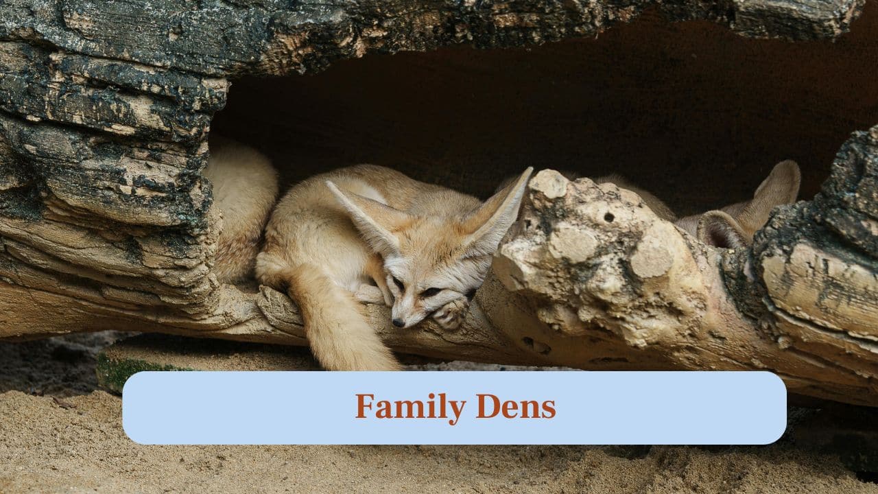 5. Family Dens: Fennec foxes live in underground dens with family groups, protecting pups from desert heat and predators. (Image: Canva) 5. Family Dens: Fennec foxes live in underground dens with family groups, protecting pups from desert heat and predators. (Image: Canva)