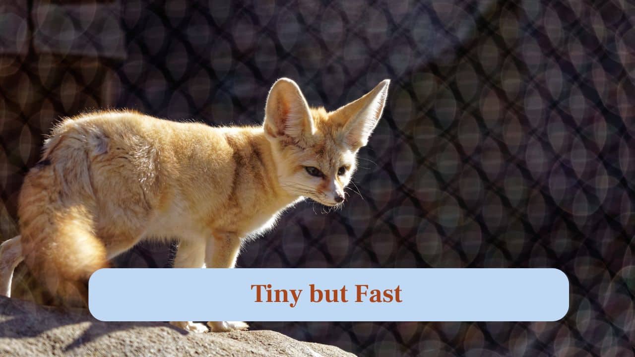 6. Tiny but Fast: Despite their small size, they can run quickly to catch prey or escape danger in the desert. (Image: Canva) 6. Tiny but Fast: Despite their small size, they can run quickly to catch prey or escape danger in the desert. (Image: Canva)