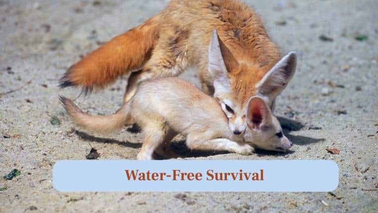 7. Water-Free Survival: They get most water from food, rarely needing to drink, perfectly adapted for dry desert life. (Image: Canva) 7. Water-Free Survival: They get most water from food, rarely needing to drink, perfectly adapted for dry desert life. (Image: Canva)
