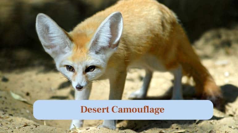 9. Desert Camouflage: Their sandy-colored fur helps them blend perfectly with desert landscapes, hiding from predators during the day. (Image: Canva) 9. Desert Camouflage: Their sandy-colored fur helps them blend perfectly with desert landscapes, hiding from predators during the day. (Image: Canva)
