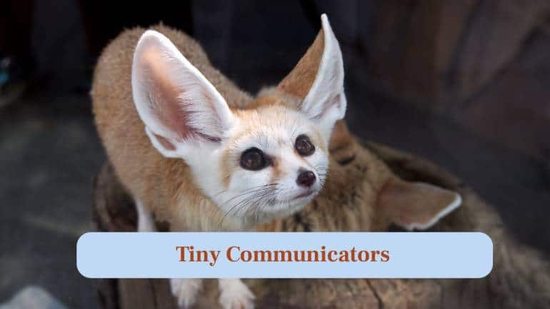 10. Tiny Communicators: They communicate with barks, growls and high-pitched noises to warn, play, or interact with family members. (Image: Canva) 10. Tiny Communicators: They communicate with barks, growls and high-pitched noises to warn, play, or interact with family members. (Image: Canva)