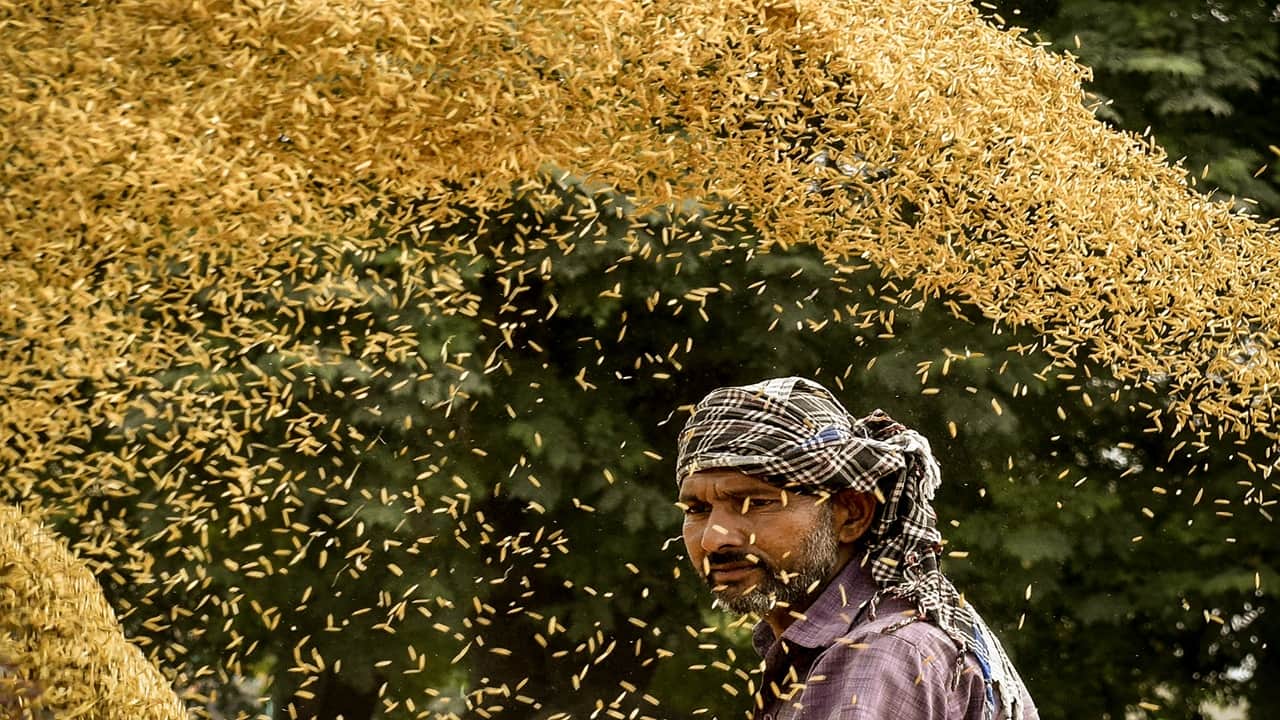 Grains of contention: What is rice dumping and why Trump is targeting India