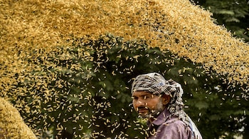 India is the world’s largest rice producer, projected to harvest around 150 million tonnes this season, giving it a 28 percent share of the global market