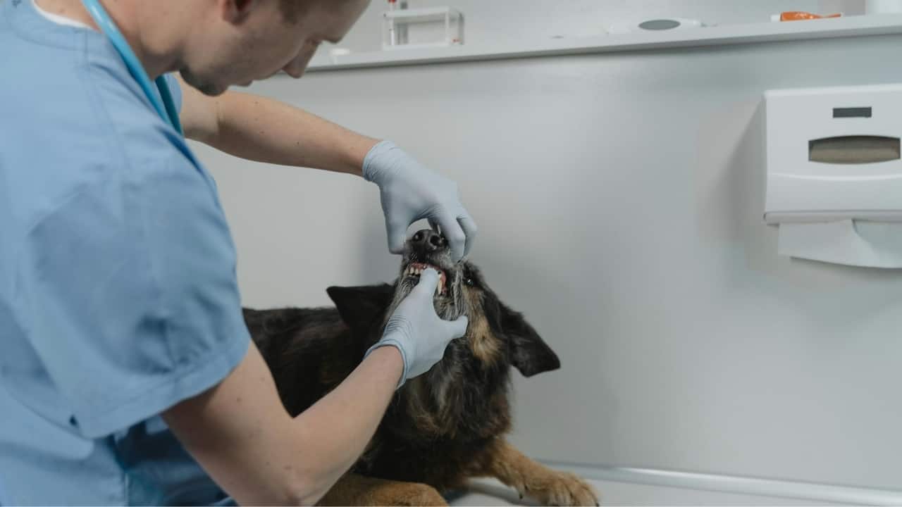 Why you should start daily pet tooth‑brushing before plaque ruins your dog or cat’s smile