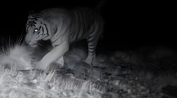 A Bengal tiger has been spotted in Sunderdhunga Glacier Valley, Uttarakhand. (Image: Divisional forest officer/Aditya Ratna)