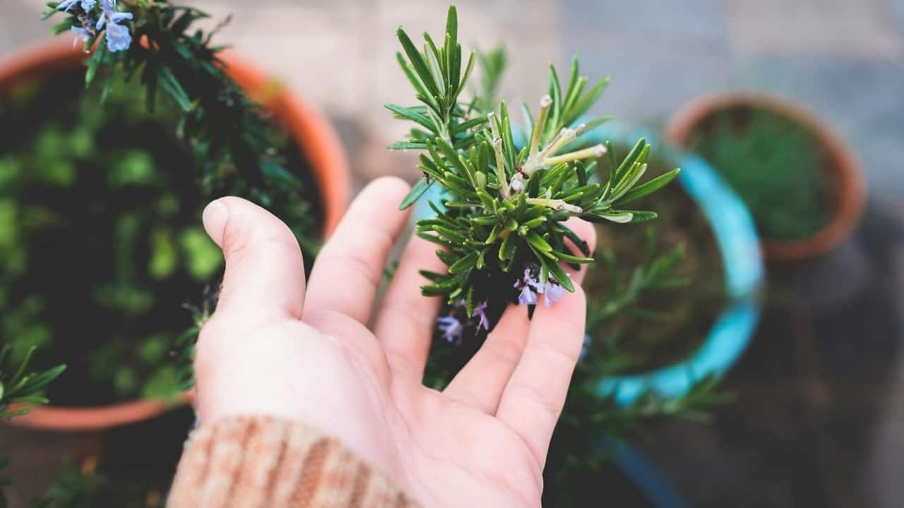 Scientists claim rosemary can help wounds heal faster, without scars