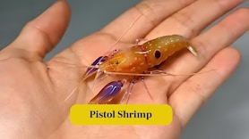 10 Animals with mysterious abilities science cannot explain