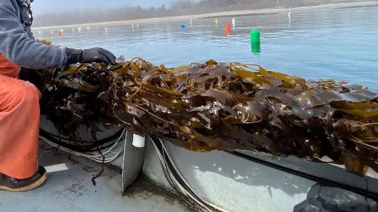 Seaweed absorbs CO₂ as it grows, much like land plants. (Image: Daniel Vernick/WWF)