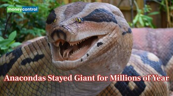 Anacondas Became Massive 12 Million Years Ago and Their Size Never Changed (Representational Image: Canva)