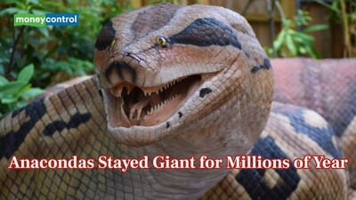 Anacondas Became Massive 12 Million Years Ago and Their Size Never Changed (Representational Image: Canva)