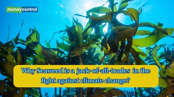 Seaweed is a climate change champion (Image: Canva)