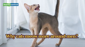 A new study reveals domestic cats meow significantly more at men than women. (Image: Canva)