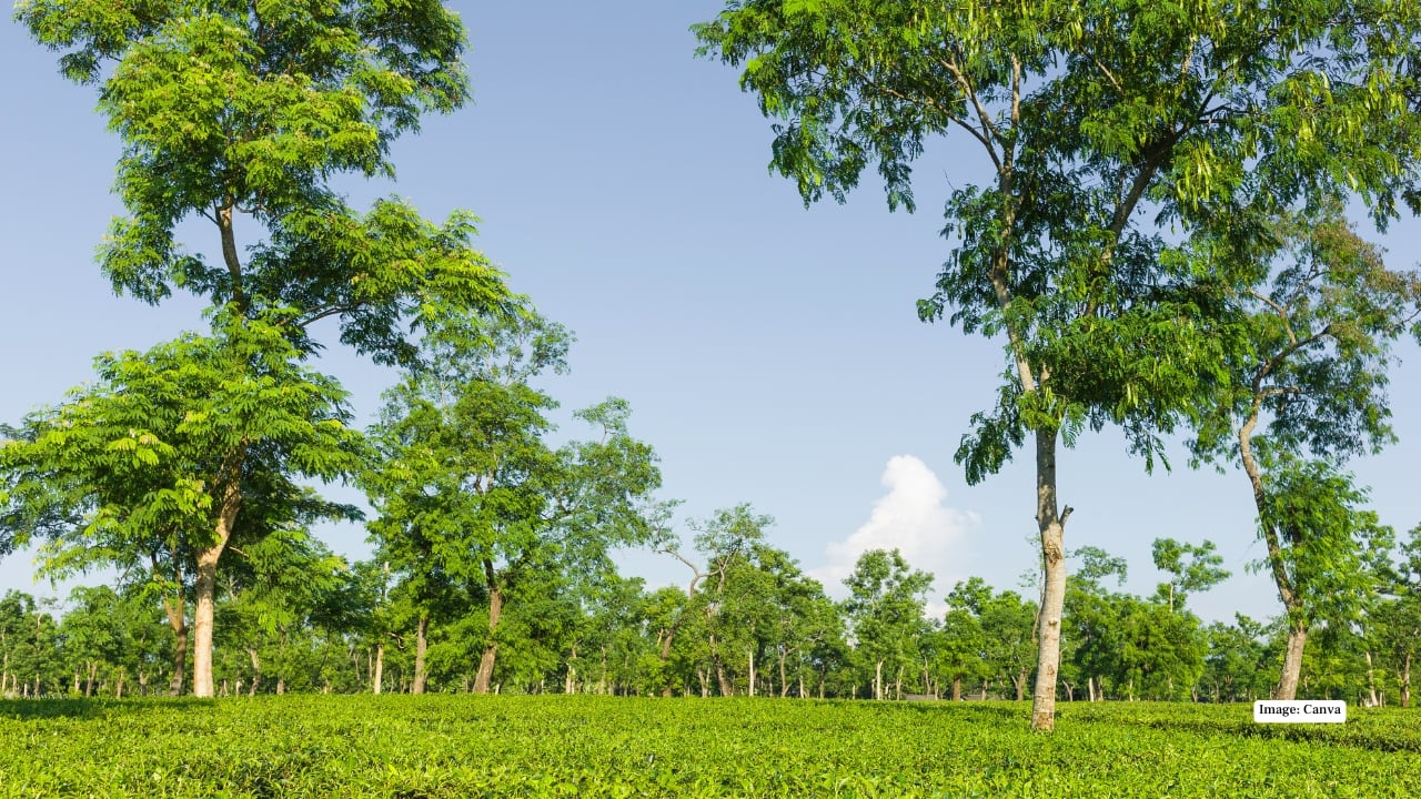 1. Jorhat, India (+493%) - Tea estates, river islands, and a soul-soothing start to the year Jorhat is the perfect destination for travelers seeking slow-paced, mindful travel. Wander through sprawling tea plantations at the historic Tocklai Tea Research Institute, where Assam’s globally celebrated teas are grown and studied. Take a ferry to Majuli, the world’s largest river island, to witness traditional mask-making at Samaguri Satra and explore centuries-old Assamese satras. Beyond culture, Jorhat offers textile workshops for muga silk, tranquil riverfront sunsets, and quiet walks through tea estates—ideal for reconnecting with nature and local traditions. For travelers craving serenity and soul-soothing landscapes, Jorhat is a hidden gem. 1. Jorhat, India (+493%) - Tea estates, river islands, and a soul-soothing start to the year Jorhat is the perfect destination for travelers seeking slow-paced, mindful travel. Wander through sprawling tea plantations at the historic Tocklai Tea Research Institute, where Assam’s globally celebrated teas are grown and studied. Take a ferry to Majuli, the world’s largest river island, to witness traditional mask-making at Samaguri Satra and explore centuries-old Assamese satras. Beyond culture, Jorhat offers textile workshops for muga silk, tranquil riverfront sunsets, and quiet walks through tea estates—ideal for reconnecting with nature and local traditions. For travelers craving serenity and soul-soothing landscapes, Jorhat is a hidden gem.