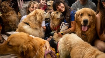 Over 2,000 golden retrievers gather together in Buenos Aires, Argentina (Image: X/@dogscantwhistle)