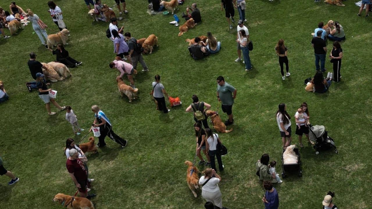 Largest gathering of golden retriever breed, in Buenos Aires, Argentina (Image: Instagram/@agustinmarcarian)