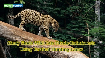 New research shows cats share rainforests by hunting vertically (Image: Canva)