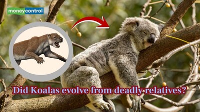 New research shows Koala's closest extinct relatives were powerful predators. (Image: Canva)