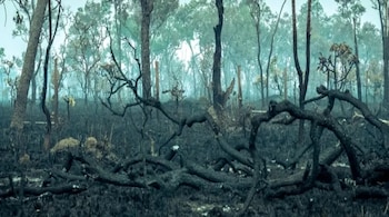 Amazon Rainforest is moving toward a hypertropical climate rapidly and unusually. (Image: Alexandre Morin-Laprise)