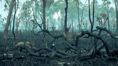 Amazon Rainforest is moving toward a hypertropical climate rapidly and unusually. (Image: Alexandre Morin-Laprise)