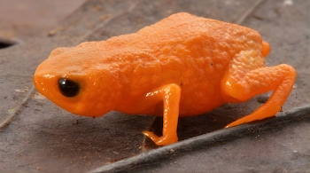 The pumpkin toadlet species discovered in Brazil’s cloud forests recently. (Image: Luiz Fernando Ribeiro)