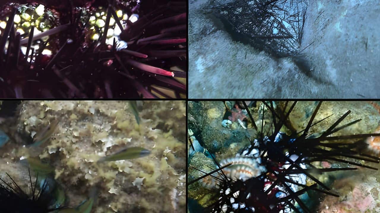 Hidden pandemic is quietly wiping out sea urchins globally-Here is what scientists found
