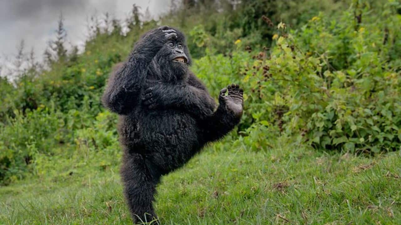 Mountain gorilla’s joyful dance crowned this year’s funniest wildlife photo