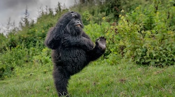 A playful young gorilla in Rwanda's Virunga Mountains has taken the top honour in this year’s competition. (Image: (Mark Meth-Cohn/Nikon Comedy Wildlife Awards)