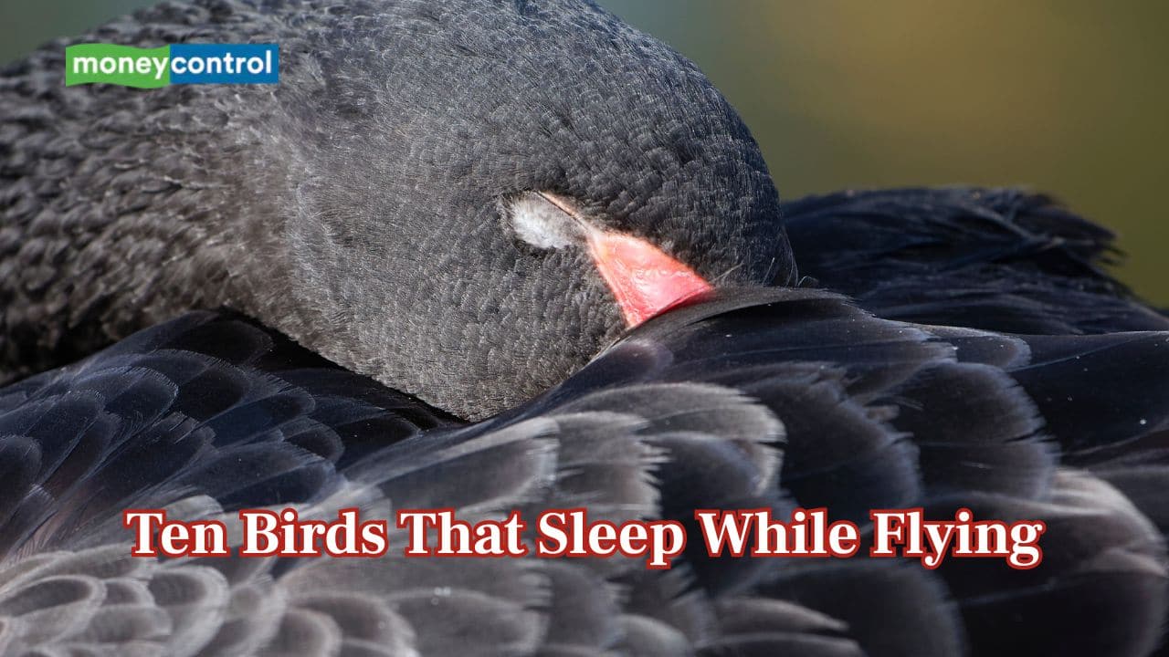 The sky nappers: Meet the birds that sleep in the sky during epic flights
