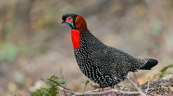 Western Tragopan (Image: X/@abhijitkadle)