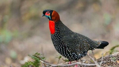 Western Tragopan (Image: X/@abhijitkadle)