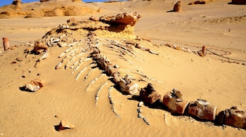 Colossal Dinosaur Fossil From China Reveals Jurassic Giant (Representative Image: Canva)