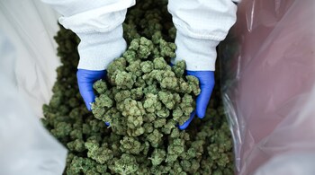 Reclassification would make it easier to buy and sell cannabis. (Bloomberg image)