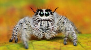 Hidden Life in the Hills: Two New Jumping Spiders Found in Meghalaya (Representative Image: Canva)