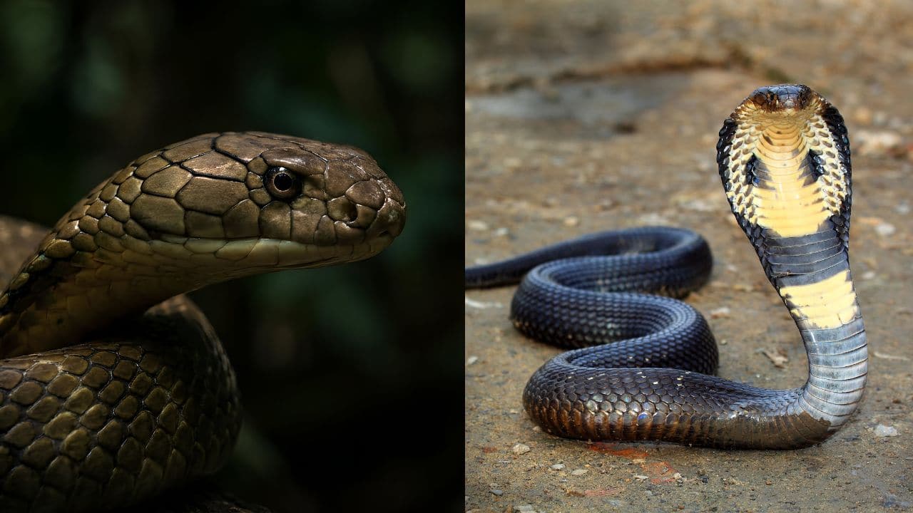 King Cobra vs Common Cobra: Strength, venom and human risk explained