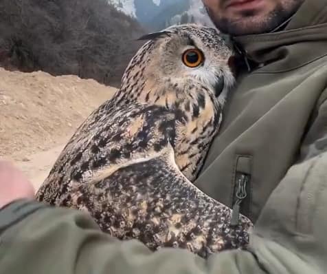 Internet falls in love with "Sofia", the owl who loves to cuddle humans