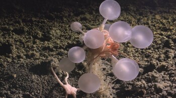 Ocean’s Meat-Eating Death-Ball Sponge (Image: The Nippon Foundation-Nekton Ocean Census/Schmidt Ocean Institute)