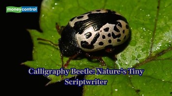 Calligraphy Beetles have shells that look like ancient writing (Image: Canva)