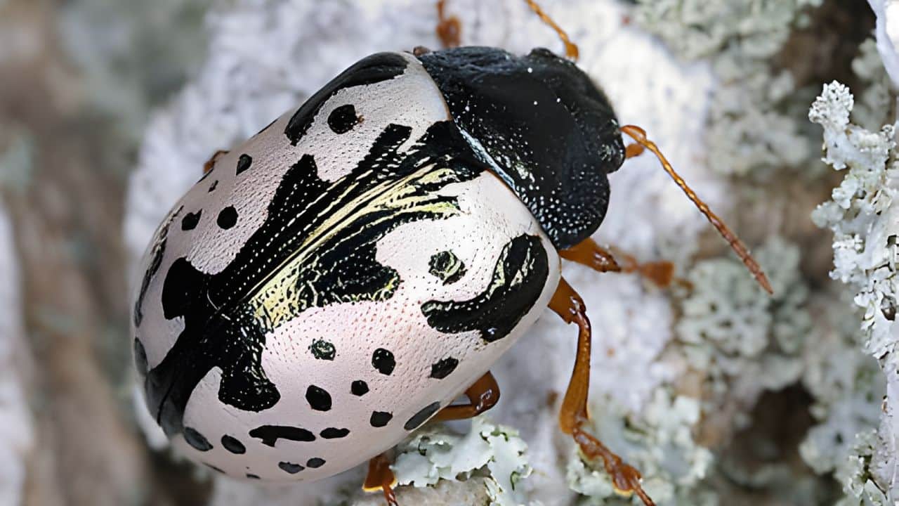 Adult beetles typically emerge in spring or early summer, feeding on fresh leaves. (Image: Canva)