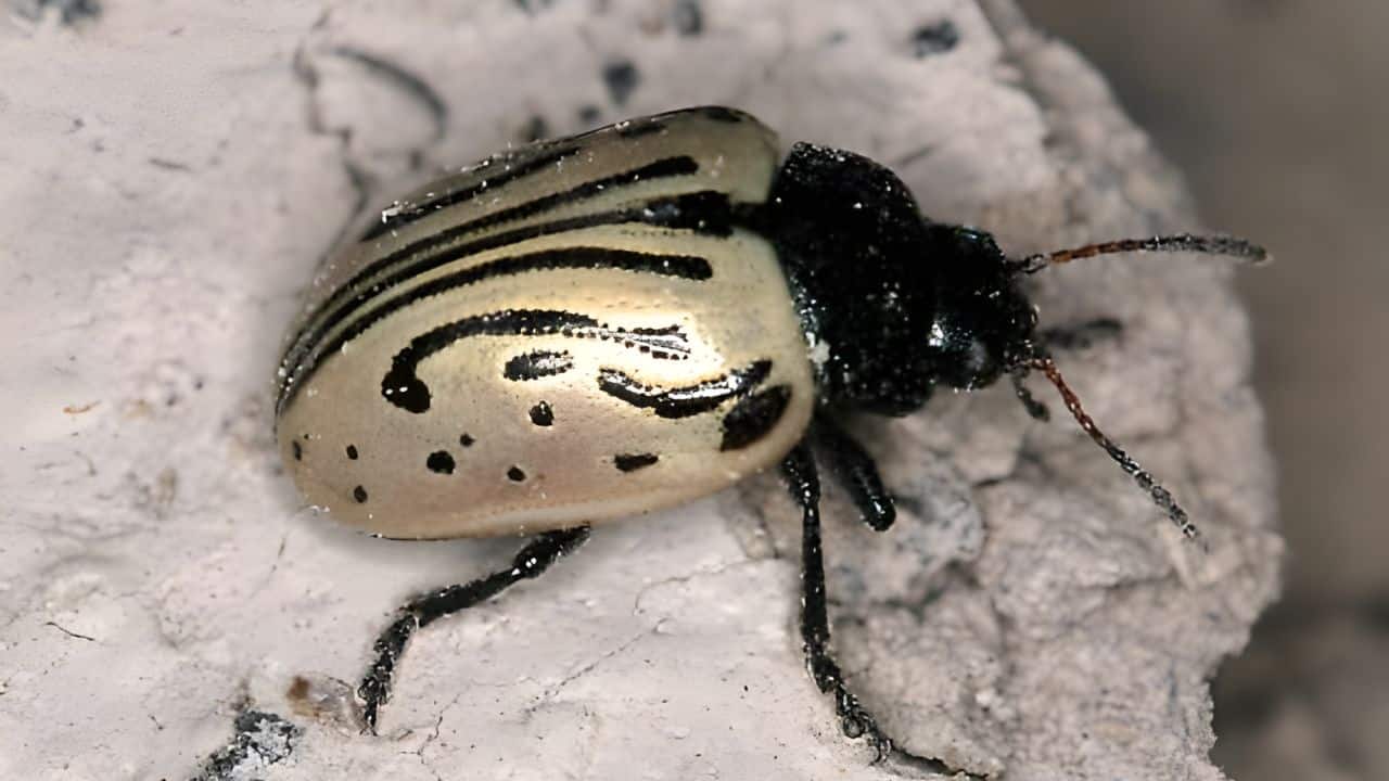 Calligraphy beetles feature intricate black lines and dots across their wing covers. (Image: Canva)