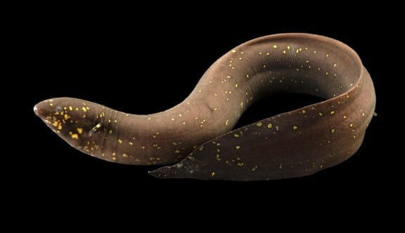 South American Lungfish Genome Sequenced: A Record-Breaking 91 Billion DNA Base Pairs