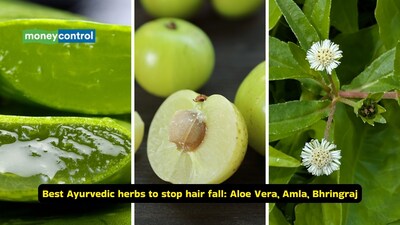 Best Ayurvedic herbs to stop hair fall: Add aloe vera, amla (Indian goooseberry), bhringraj and others to your daily routine (Images: Canva)