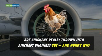 Are chickens really thrown into aircraft engines?
