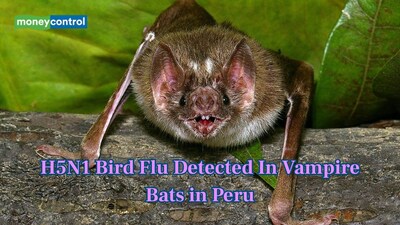 Scientists have detected H5N1 bird flu exposure in vampire bats in Peru (Image: Canva)