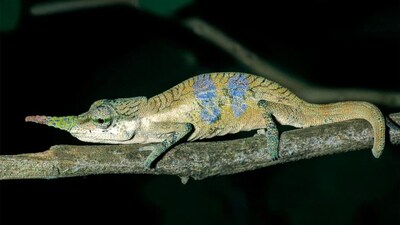Scientists discovered 'Pinocchio Chameleon' after 150-Years in Madagascar