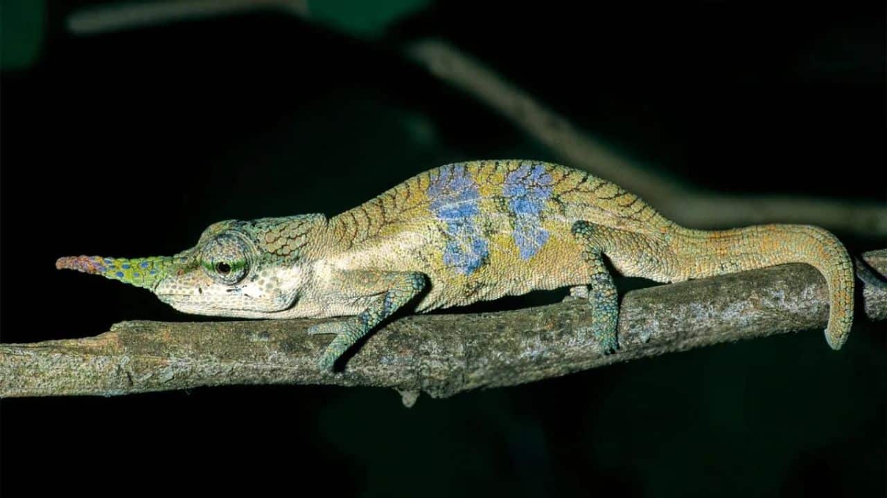 Scientists discovered 'Pinocchio Chameleon' after 150-Years in Madagascar