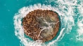 What lies beneath Bermuda? Scientists find giant mysterious subsurface layer below seafloor