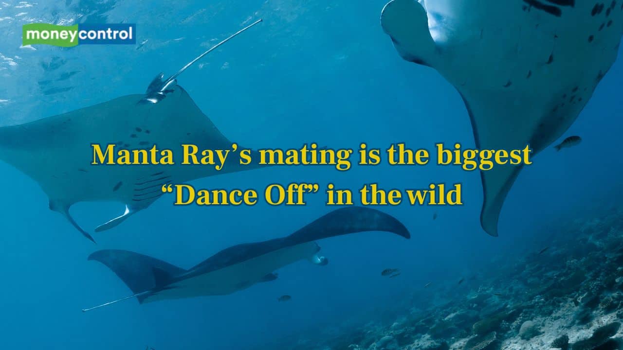 Manta Ray Mating Dance: This is the biggest "dance-off" in the wild